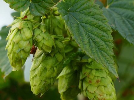 Brewer s Gold Hops Online now