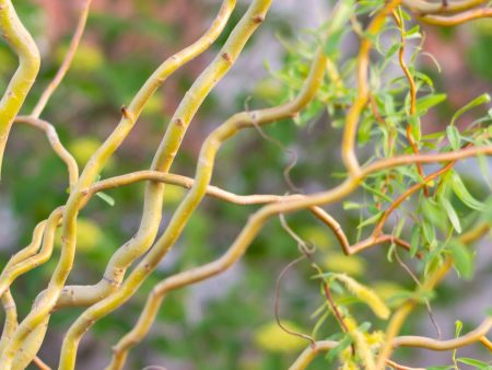 Corkscrew Willow Online Hot Sale