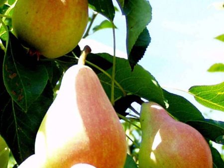 Arganche European Pear Online now