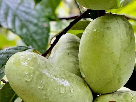 Tallahatchie® Paw Paw Online