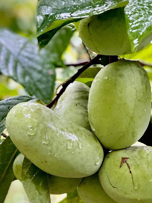 Tallahatchie® Paw Paw Online