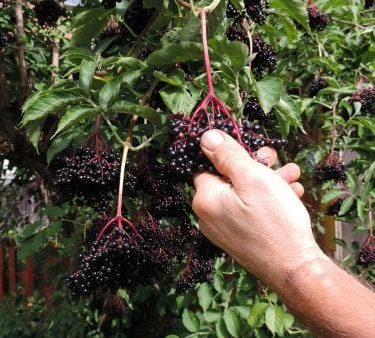 Samdal Elderberry Cheap