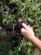 Samdal Elderberry Cheap