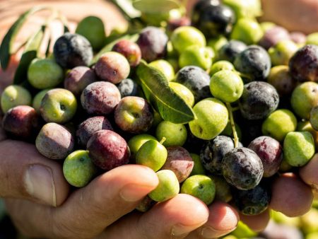 Arbequina Olive For Discount