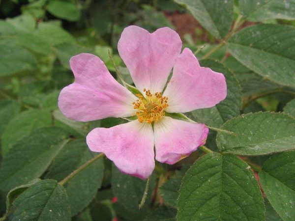 Rosa pomefera Sale