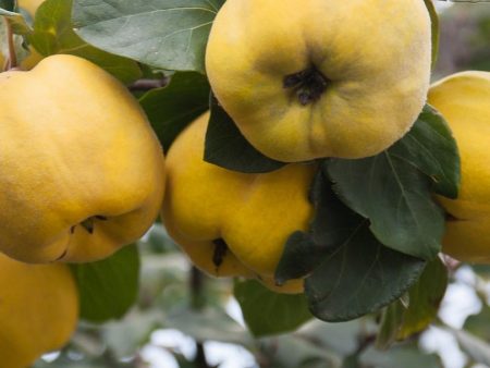 Aromatnaya Russian Quince For Discount