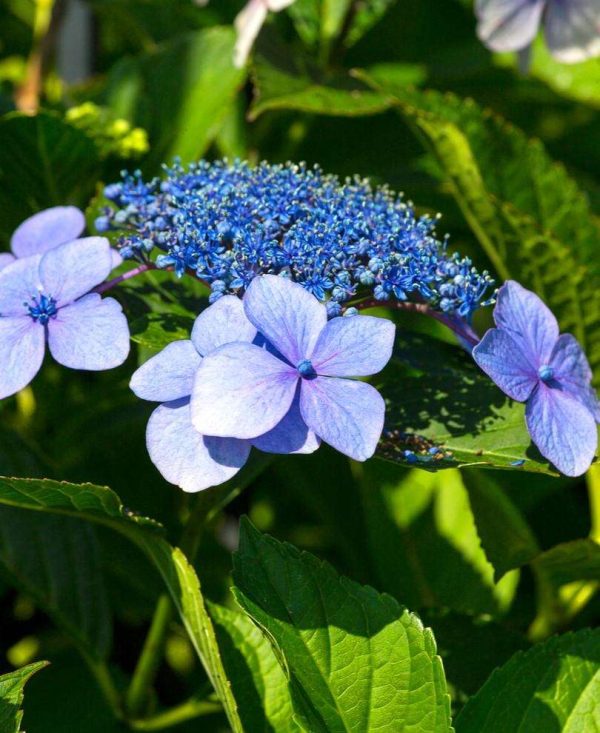 Tellers Blue Hydrangea on Sale