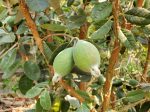 Waingaro™ Guava Sale