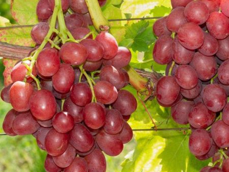 Einset Seedless Grape (Non Certified) Cheap