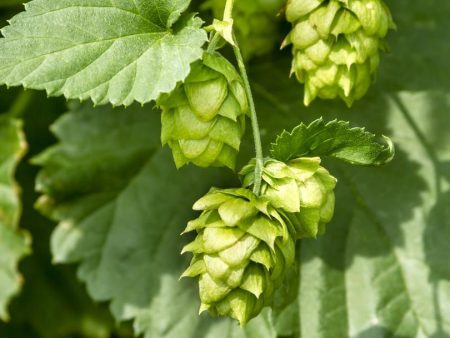 Cascade Hops Online Sale