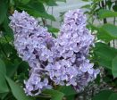 President Grevy Lilac Sale