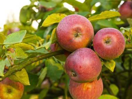 Apple Combo (3 Varieties) Online Sale