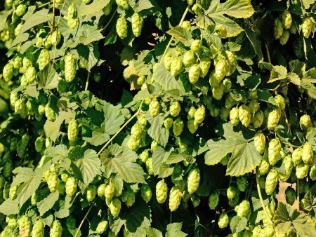 Willamette Hops Online Sale