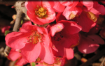 Pink Lady Flowering Quince Online Sale