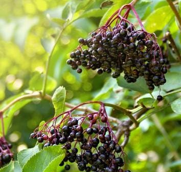 Sampo Elderberry Cheap