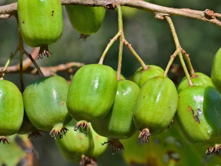 Annanasnaja Hardy Kiwi For Sale