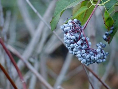 Blue Elderberry For Discount