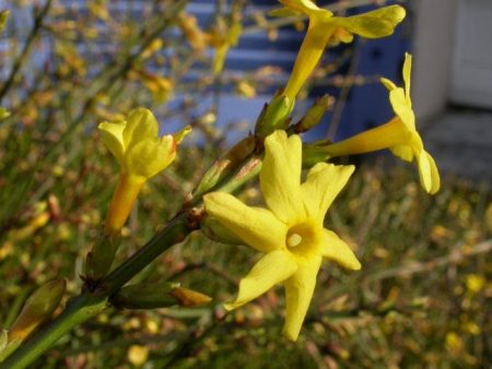 Winter Jasmine For Discount