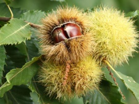 Bouche de Betizac Grafted Chestnut Online now