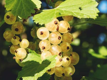 Zitavia Currant For Cheap