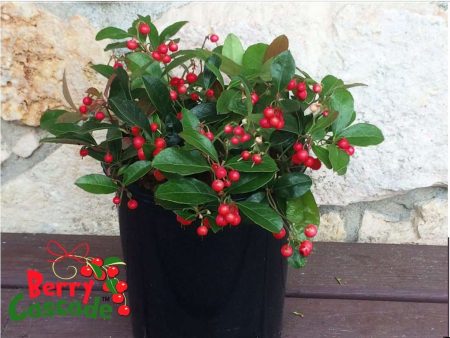 Berry Cascade ™ Wintergreen Supply