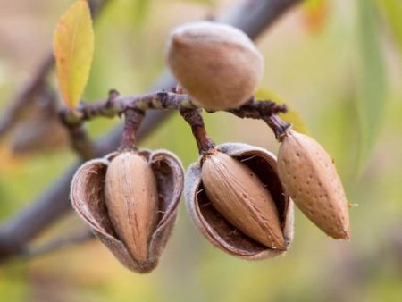 All in One Almond For Discount