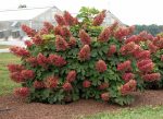 Ruby Slipper Hydrangea Sale