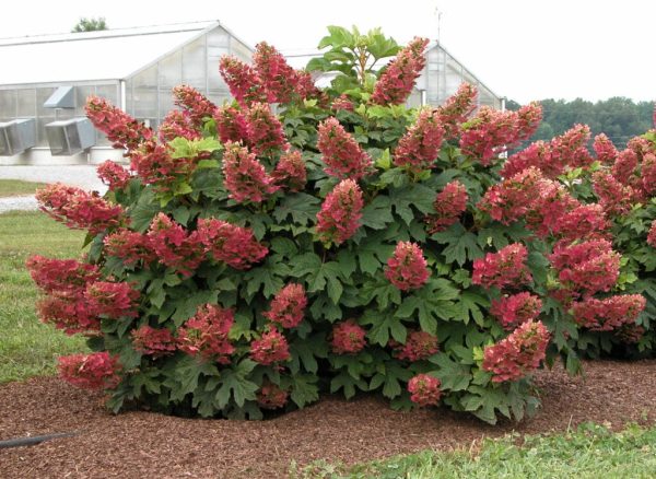 Ruby Slipper Hydrangea Sale