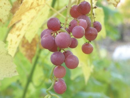 Hungarian Seedless Grape Supply