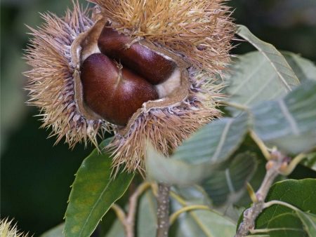 Chinese Chestnut Seedling For Discount