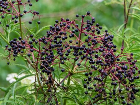 York Elderberry Discount