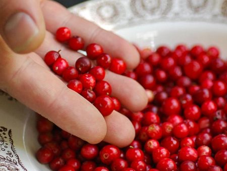 Balsgard Lingonberry on Sale