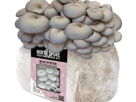 Organic Blue Oyster Mushroom Grow Kit Fruiting Block Supply