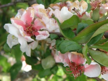 Contorted Flowering Quince Supply