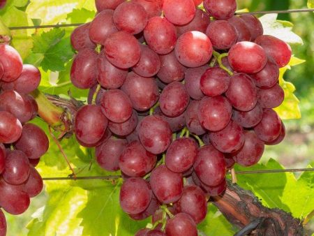 Vanessa Seedless Grape Online Sale