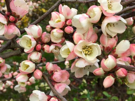 C. cathayensis Cathay Flowering Quince Online Sale