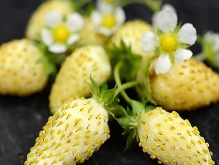 Yellow Alpine Strawberry Discount