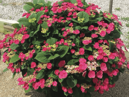 Cherry Explosion™ Hydrangea Sale