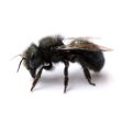 Spring Mason Bees - (20 ct) Discount