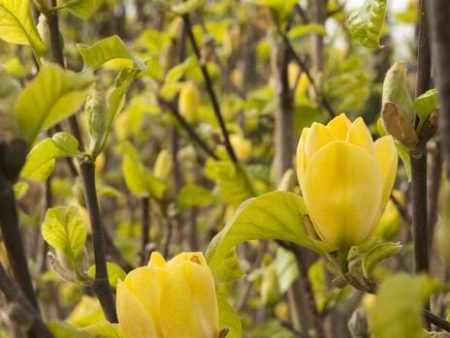 Yellow Bird Magnolia Online