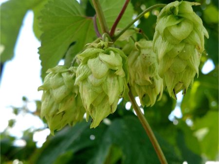 Centennial Hops For Discount