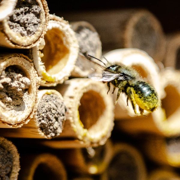 Spring Mason Bees - (20 ct) Discount