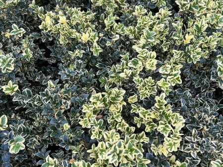 Variegated Boxwood Hot on Sale