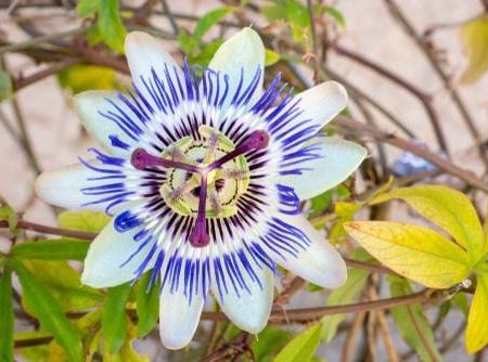 Blue Crown passionflower Online now