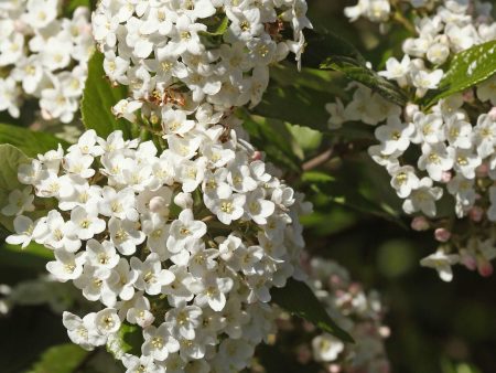 Burkwood Viburnum For Cheap