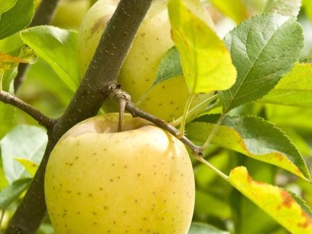 Ananas Reinette Apple Online