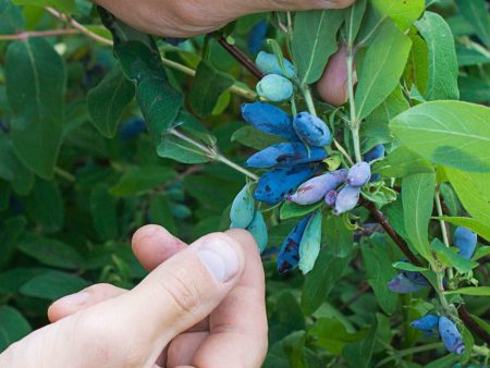 Blue Pacific™ Honeyberry For Sale