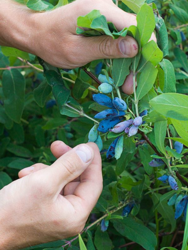 Blue Pacific™ Honeyberry For Sale