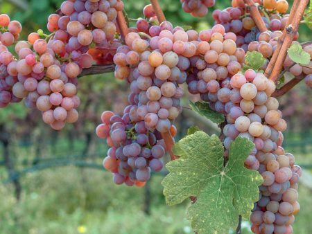 Gewurtztraminer Wine Grape Supply