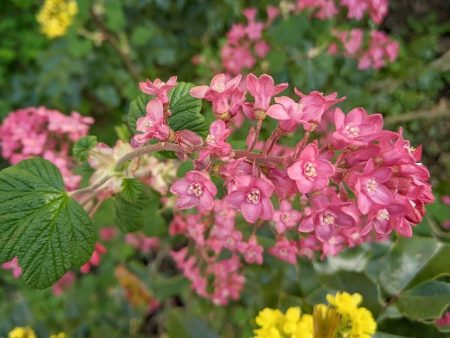 Pokeys Pink Flowering Currant Hot on Sale